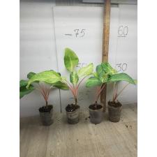 Aglaonema Yellow Mongkon pot