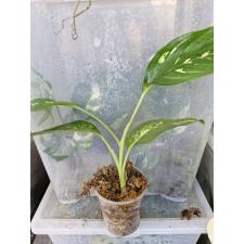 Dieffenbachia seguine Aurora стакан Д 900p