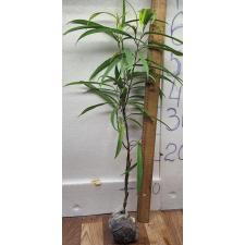 Фикус иррегуларис "Санспрей" / Ficus irregularis 'Sunspray'