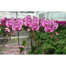 Phal. Pearl Beauty (variegata)  B40     3,5     mart