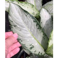 Dieffenbachia Udomsub (silver form) 106/1
