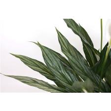 Спатифиллум Сильвер Купидо / Spathiphyllum Silver Cupido (varigata)