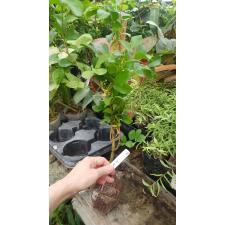 Murraya paniculata 'Snowball' (oval leaf) 132