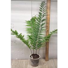 Drynaria rigidula 'Whitei'