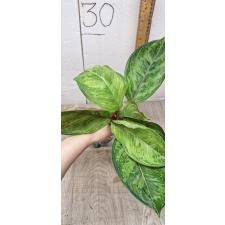 Aglaonema Army God A-76 Уценка