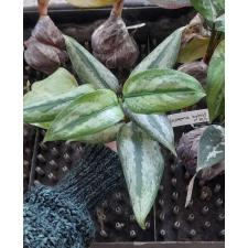 Aglaonema pumilum (Silver form)(Southern Thailand) 51/1 уценка 2200р