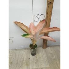 Aglaonema Pinky Banana A-48