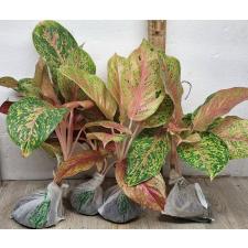 Аглаонема Лаксуб Красная / Aglaonema Laksub red A-140