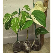 Перец кубеба варегатная / Piper cubeba variegata