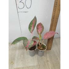 Aglaonema NEW-8 Nalamongkon