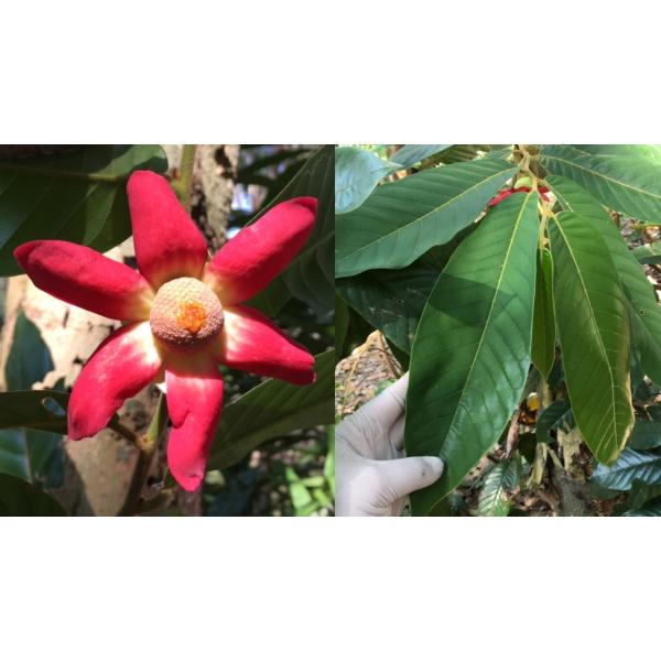 Увария крупноцветковая (Руфа) / Uvaria grandiflora (rufa) 184