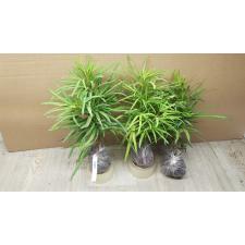 Osmoxylon lineare variegated 225 по 1600р