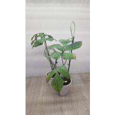 Monstera 'Bangsaphan Blue' pot