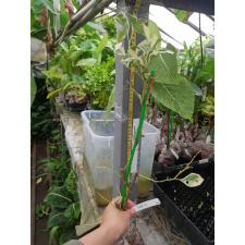 Citrus medica albomarginata 266