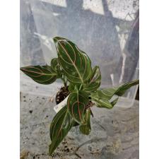 Aglaonema sp 55 стакан 650р