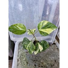 Hibiscus rosa-sinensis (yellow variegated) 3+ lev  1200p