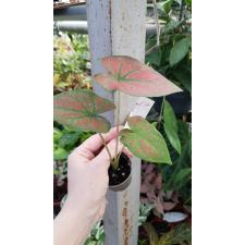 Caladium 19