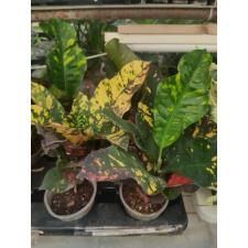 Codiaeum Gr Magnificent 13 cm pot
