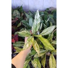 Спатифиллум каннифолиум (Белая варегатность) / Spathiphyllum cannifolium (white variegated)