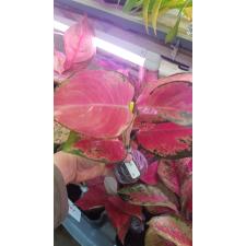 Aglaonema Sermsub 111