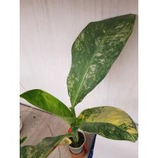 Dieffenbachia Hongsaa variegated S 3+ листа 2500р