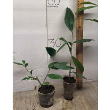 Ficus sp.(T19) Southern Thailand (S)