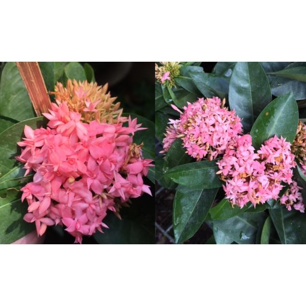 Иксора Лоббии (розовая, трёхлепестковая) / Ixora lobbii (pink and triple petal)