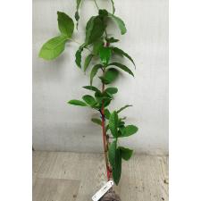 Syzygium samarangense (small and red fruit) 241/1 по 2500р