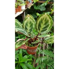 Calathea 'mysty' 950p pot