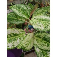 Aglaonema 3 diamonds A-4