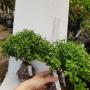 Murraya 'Min-a-Min' Dwarf mutation.