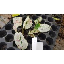 Caladium sp 3