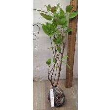 Фикус сп.(Т22) Накорн Фантом, Таиланд /  Ficus sp.(T33) Nakorn Pathom Thailand 116