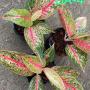 Aglaonema BA-4 Lagacy