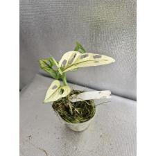 Monstera adansonii variegated Mint. pot Д