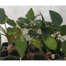 Aglaonema Siam Ruby (rotundum x simplex) 52 (febr23)