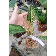 Aglaonema NEW15 Aradin стакан