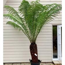 Dicksonia Antarctica   12 cm pot ps.06,10   