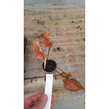Caladium 30.04 a-11