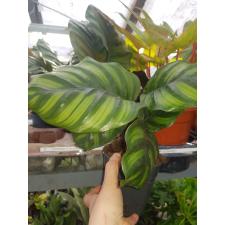 Calathea Fasciata в 12 см горшке