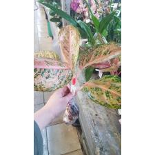 Aglaonema Orange Goldstar.76