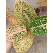 Аглаонема Саб монгкол - оранжевая (Стардаст) / Aglaonema Sub mongkol - orange (stardust) A-121