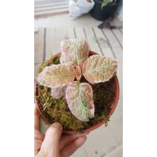 Episcia 'Pink Smoke' pot