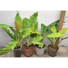 Филодендрон золотой крокодил. / philodendron golden crocodile (S)