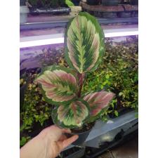 calathea mysty d 12 cm pot