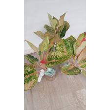 Aglaonema NEW -16 New Hybrid tri-colors