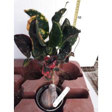 Codiaeum Kwak Ngern 125