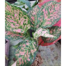 Aglaonema P-31 Looklamsam стакан уценка 700р