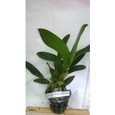 Каттея Блк. Шривилас Голд х Лаки / Cattleya Blc. Srivilas Gold x Lucky