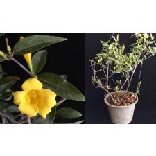 Gelsemium Sempervirens 14 см горшке
